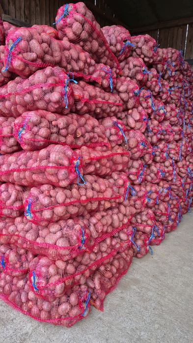 Cartofi consum Rivola