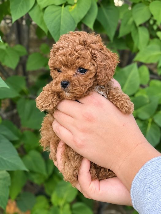 Caniche Poodle Toy Red-Brown