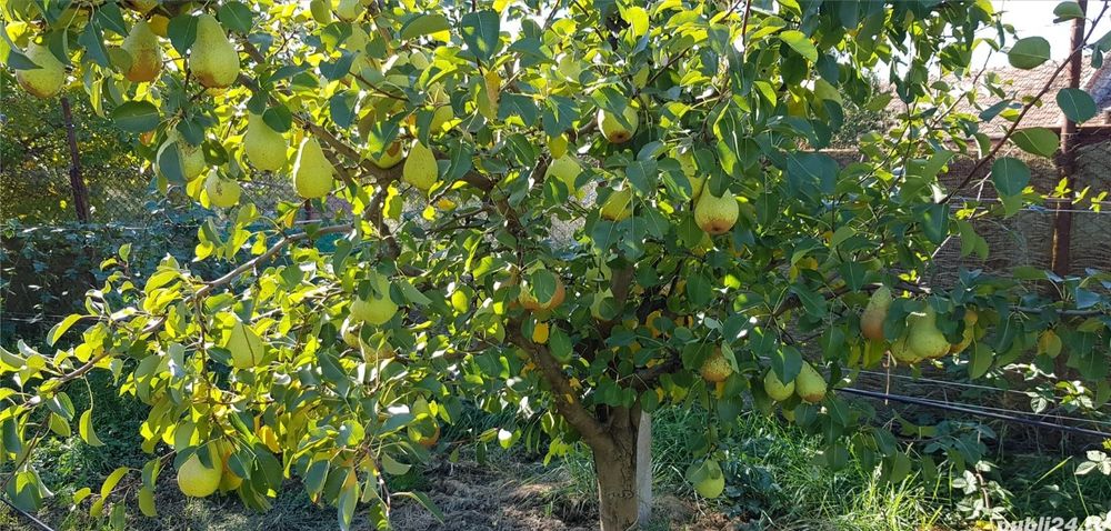 Taieri pomi fructiferi