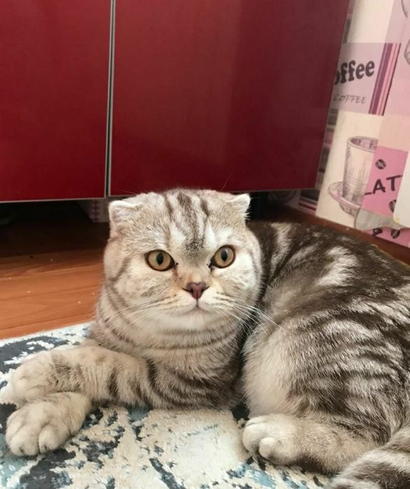Скоттиш фолд "Шотландский веслоухий"