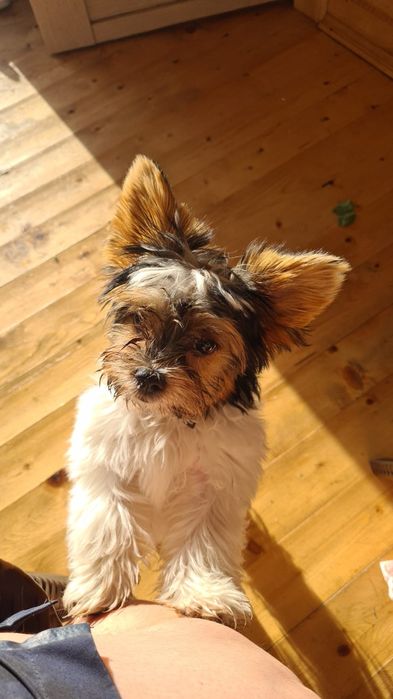 Щенки на любой вкус