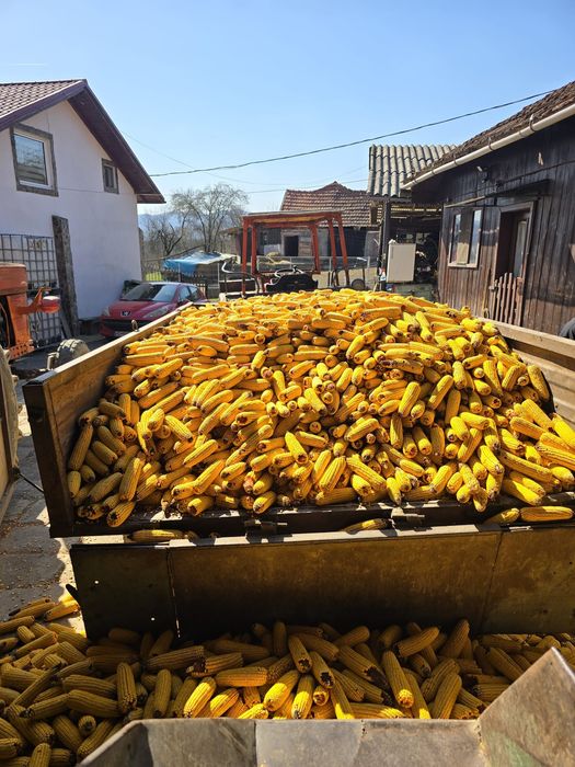 Porumb de vânzare