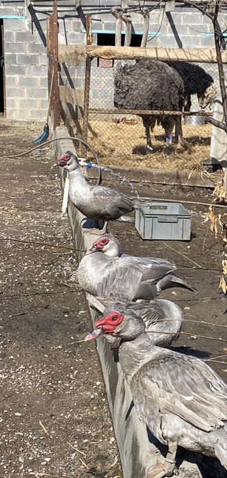 Лованда Индоутки утки Ловандовые