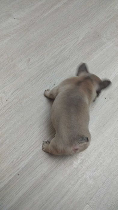 Френски булдог, домашен приятел