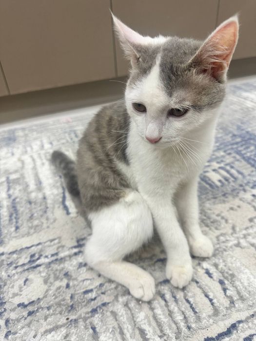 Кошка в заботливые руки.  Отдам даром