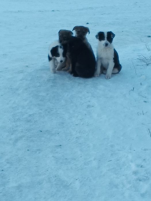 Отдам щенят бесплатно