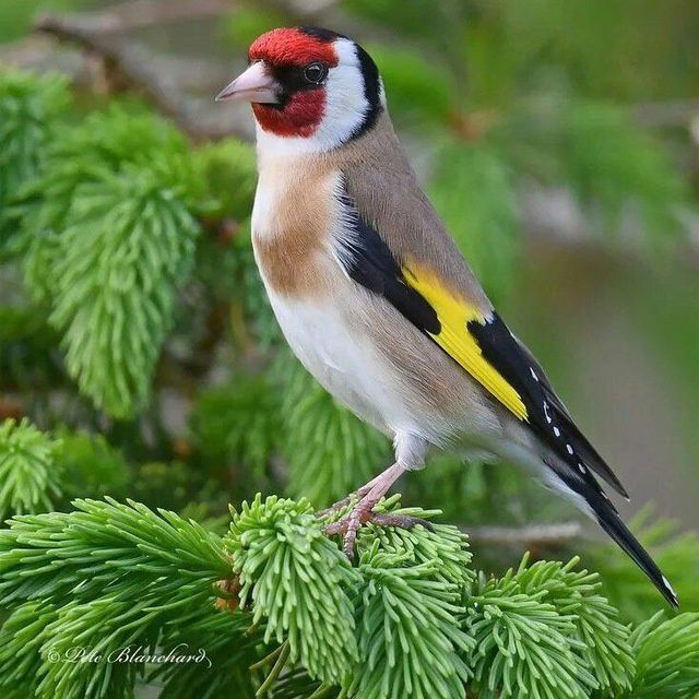 Kokil norchi qora shaq shaq bulbul repl chij har xil turdagj quw bor