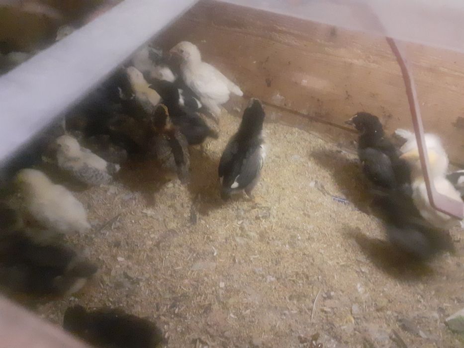 Vând oua și pui rasa pura sau metiși din rasele Chaboo,Italiene