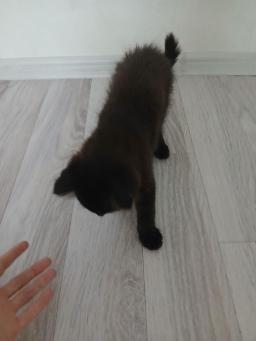 Mushuk весоауха.