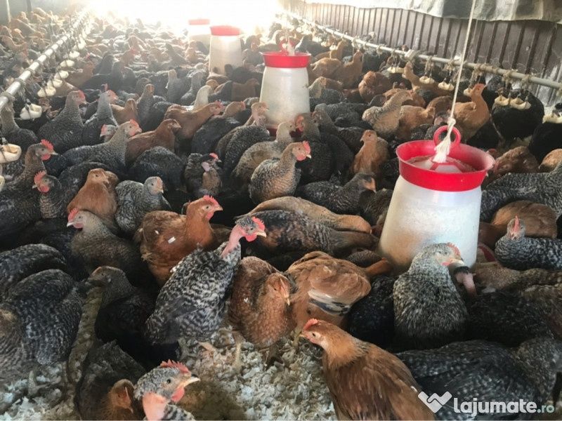 Pui alb și pui rasa mixta