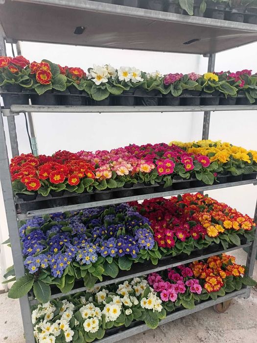 Цветя на Едро и Дребно