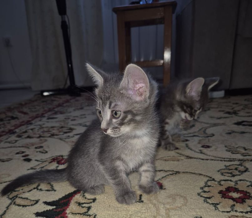 Котенок в добрые руки