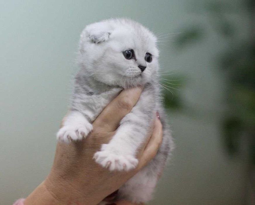 Котенок шиншилла фото вислоухий Котенок шиншилла фото вислоухий