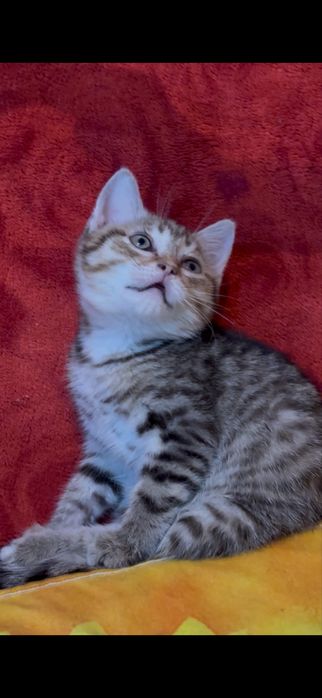 Котята милашки ищут дом