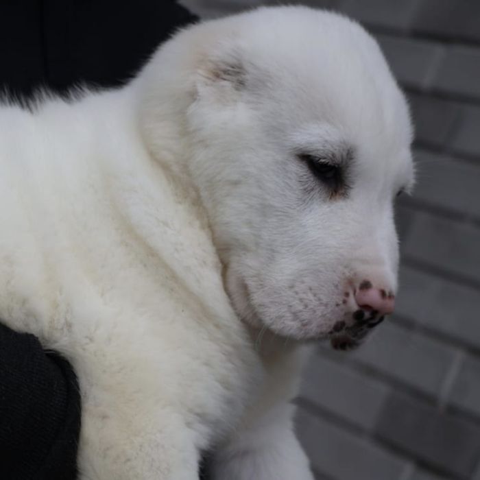 Щенки САО Алабая