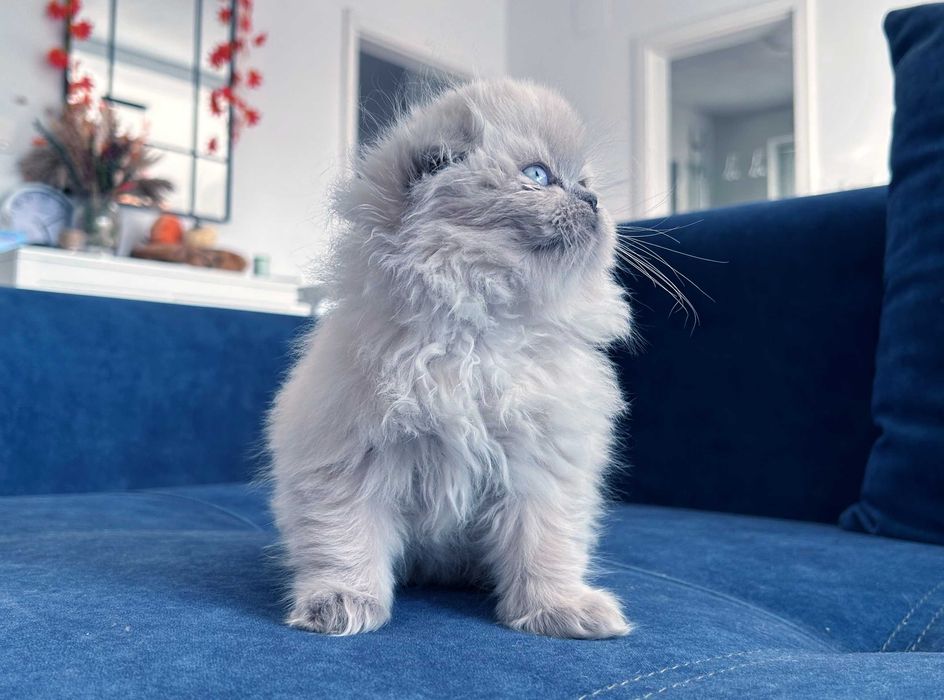 Pisicuță Scottish Fold Loghair, Blue-point de cea mai înaltă calitate. Pedigree. 2 luni
