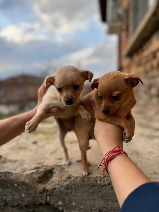 Продавам пинчери