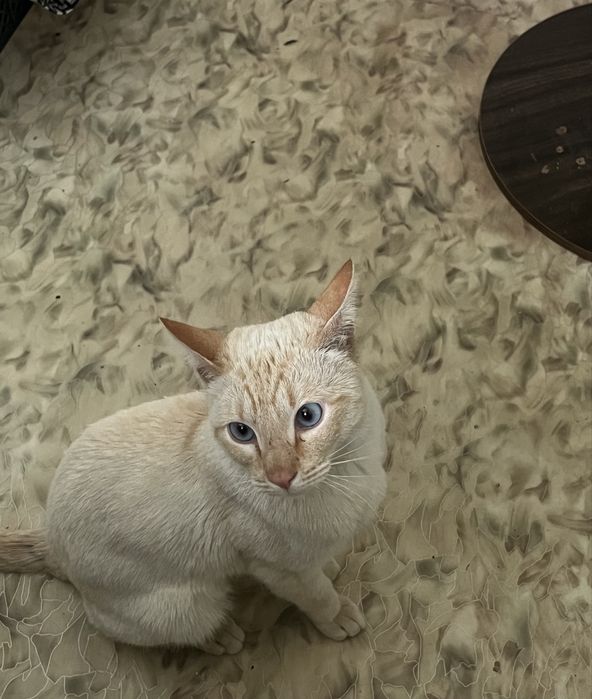 белый сиамский кот