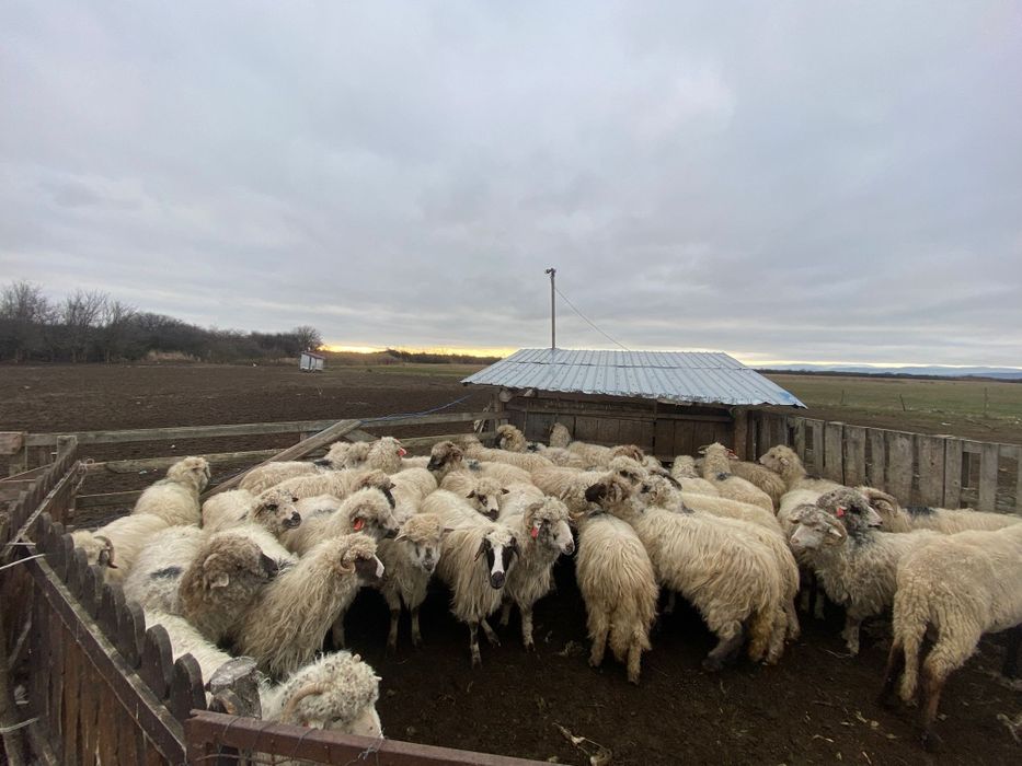 Oi reforme de vanzare