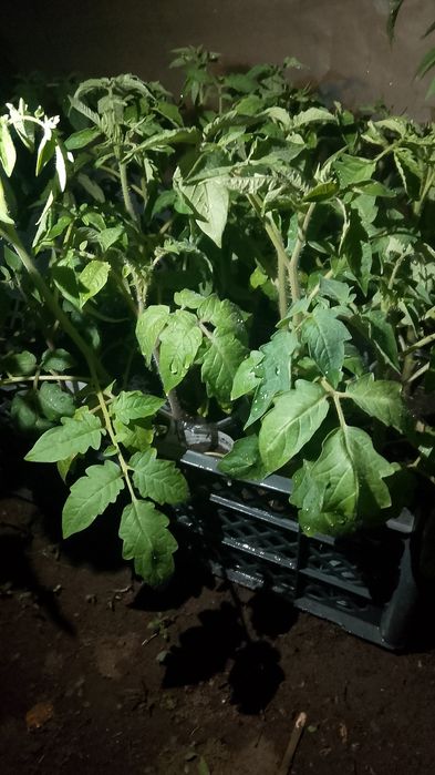Продам рассаду овощей
