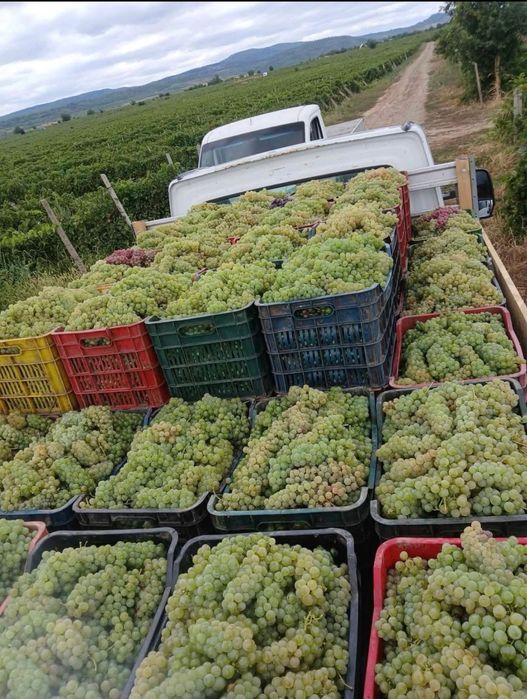 Struguri pentru vin