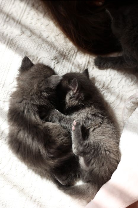 Отдам котят