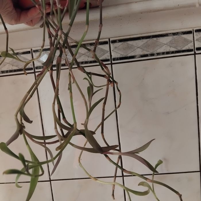 Plante de apartament