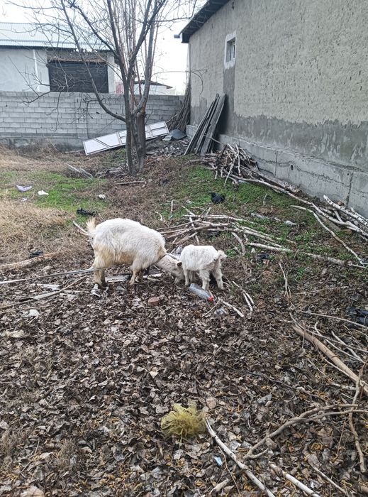 Эчки сотилади эна бола