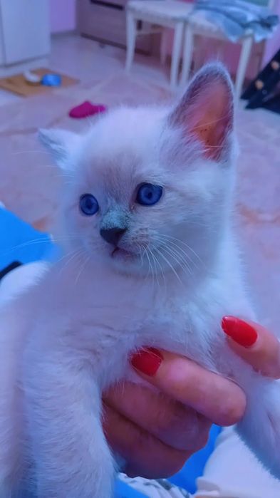 продаётся породистый котенок