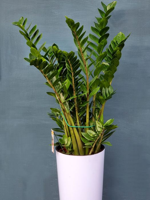 Драцена, Аглаонема, Пальма, Комнатные Растения, Орхидея, Орхидеи