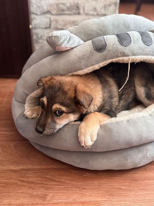 отдам собачку в добрые руки