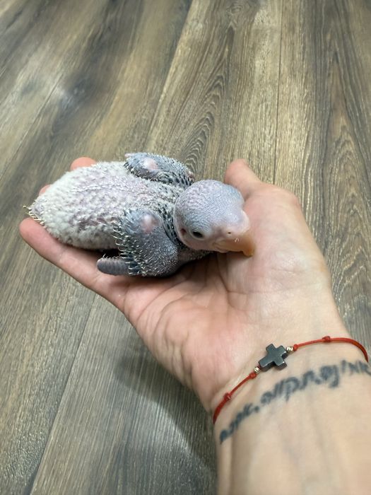 Ръчно хранен Голям Александър