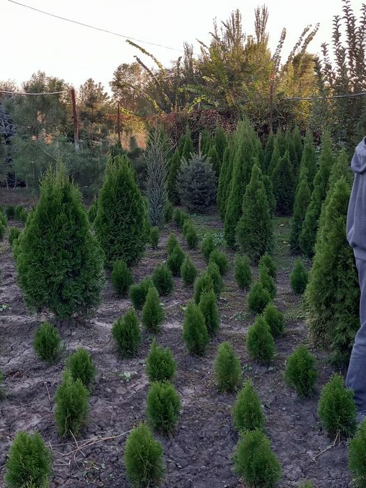 Туя смаракта любых размеров