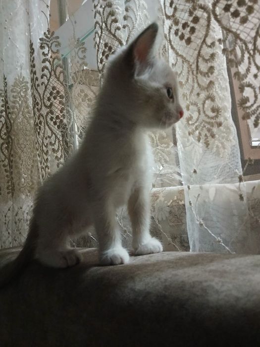 Siam mushukchalar sotiladi