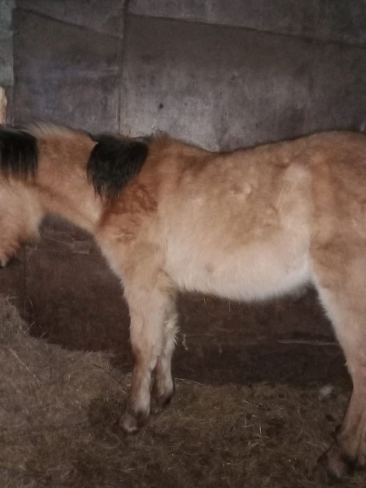 Продам жабагы 2 по 290000