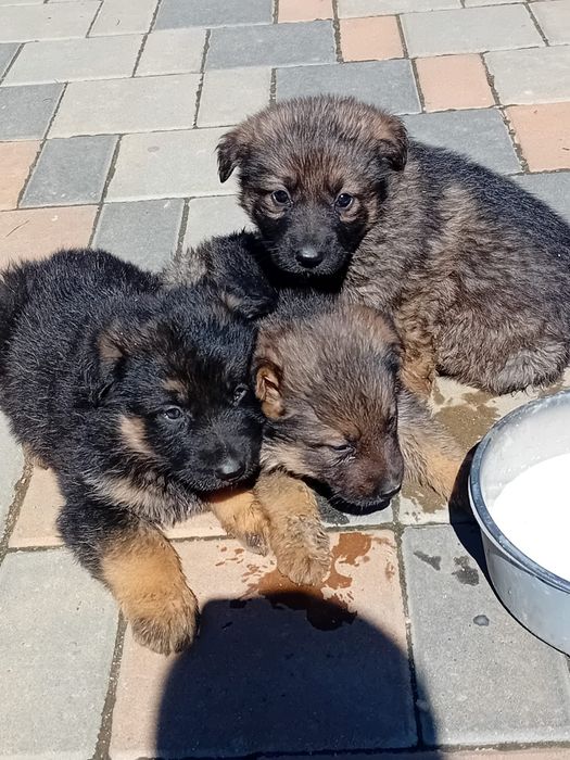 Ciobănesc German in TG-JIU