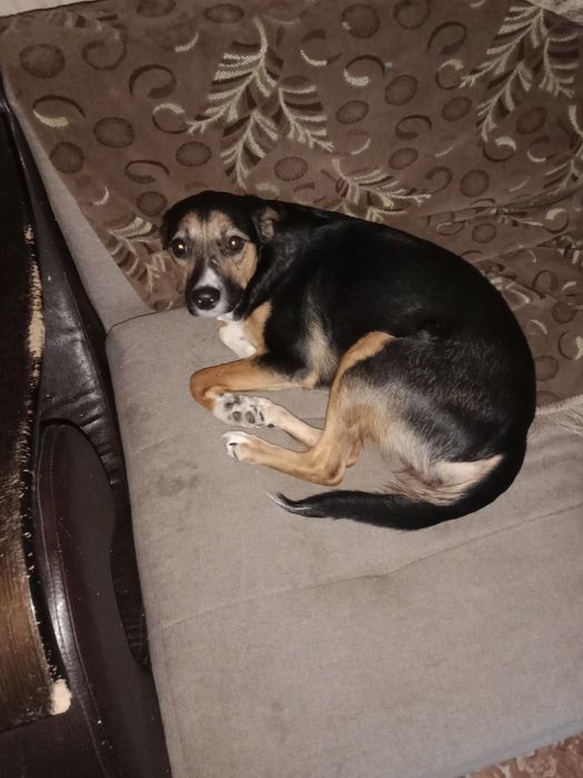 Бесплатно,в добрые руки