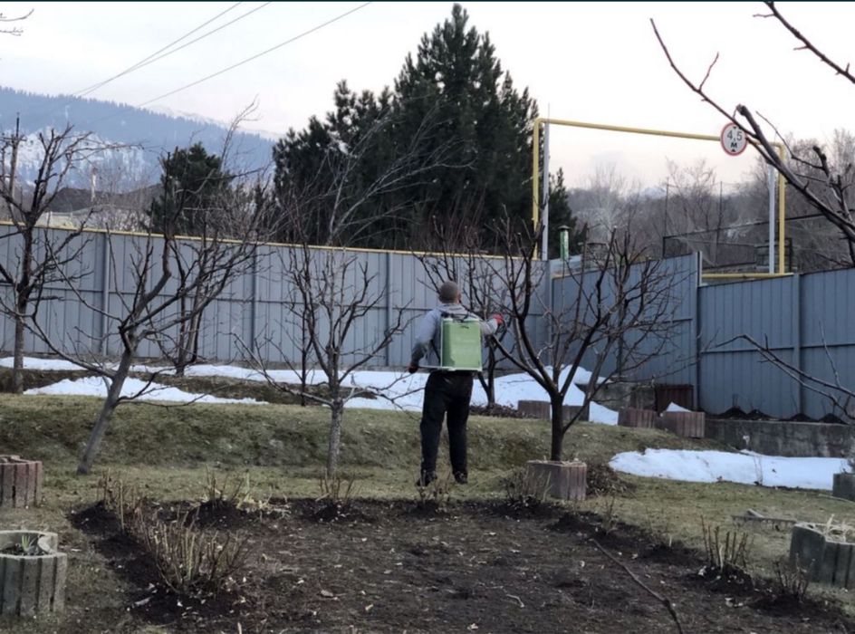 Обрезка и обработка плодовых деревьев.