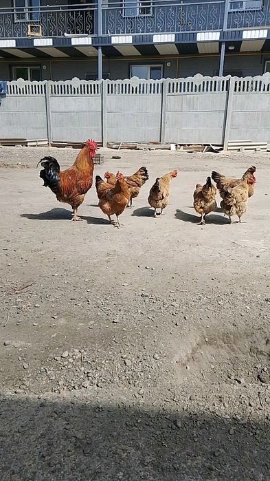 Цыплята .кученские