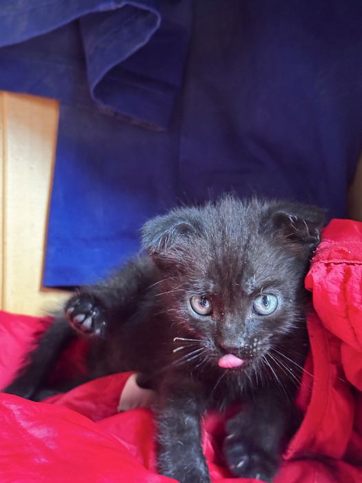 Отдам котенка бесплатно