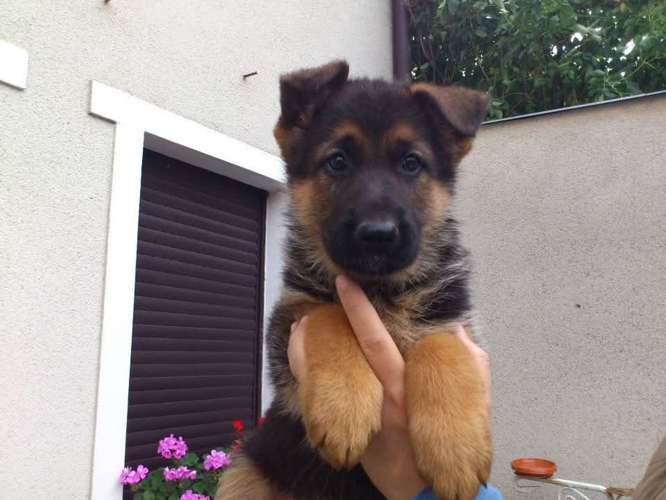 Vand fetita Ciobanesc german!