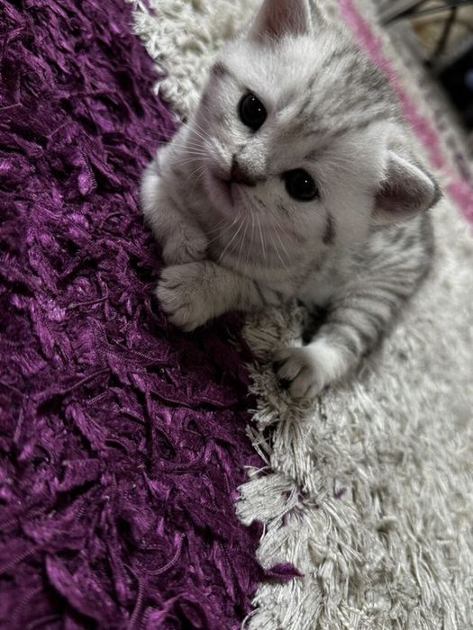 Британские котята