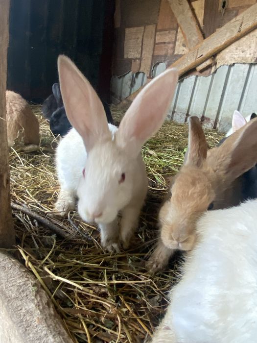 Кролики пародистые