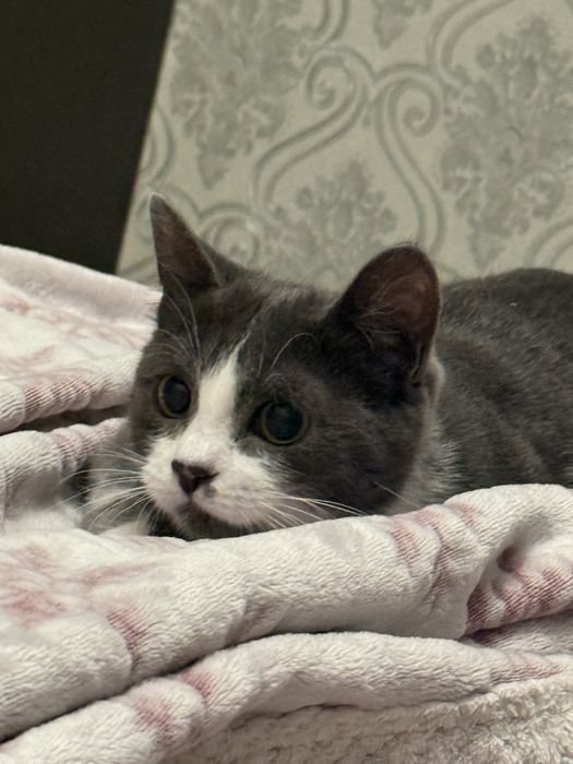 Отдам кота в хорошие руки