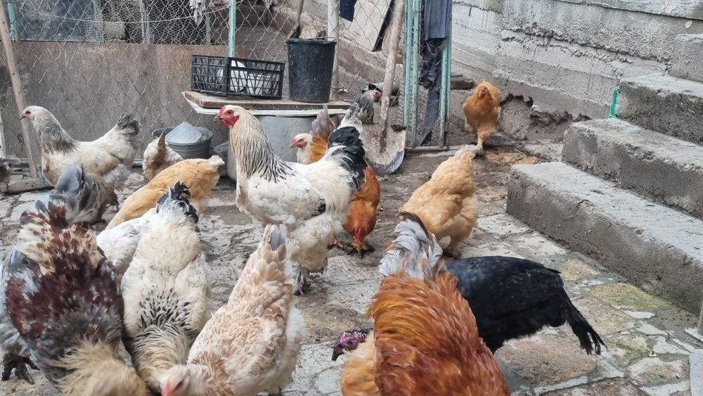 Kurka va brama tovuqlar sotiladi