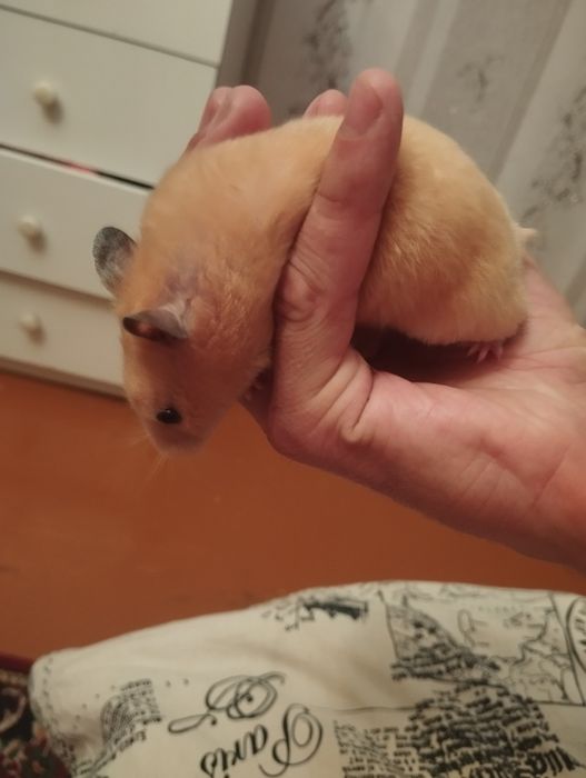 Продам Клетку С хомяком