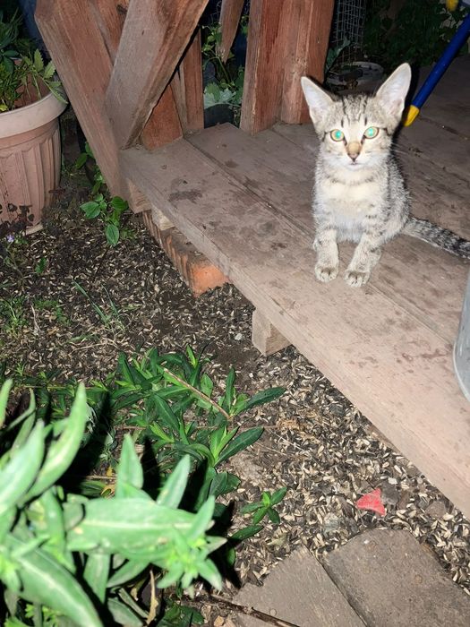 Котята 2 месяца.
