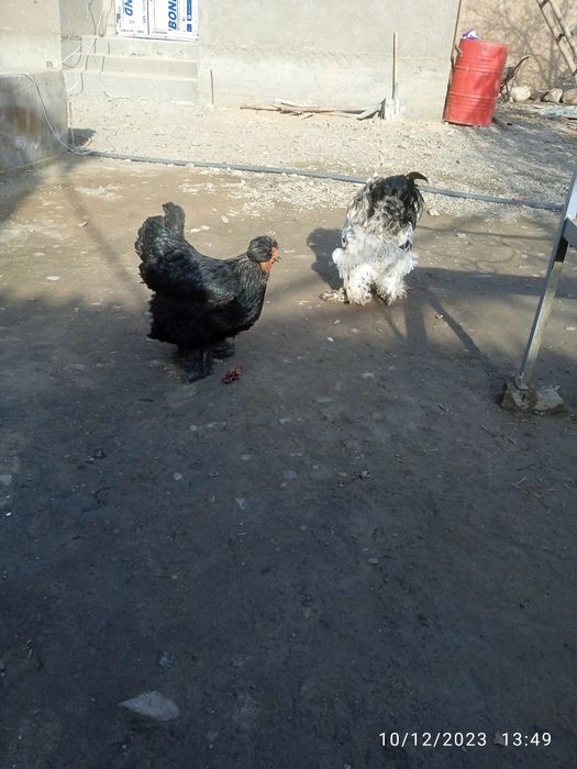 Brama tovuqlar sotiladi