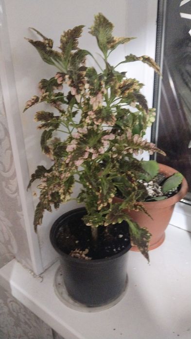 Цветы вырощеные в домашних условиях