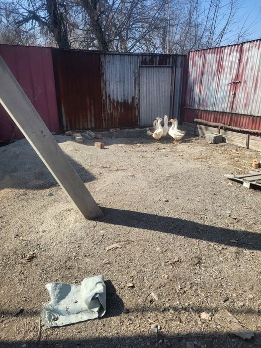 Гусь Қаз сатылады